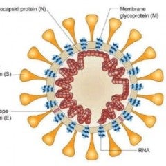 SARS-CoV2 viral particle