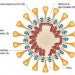 SARS-CoV2 viral particle